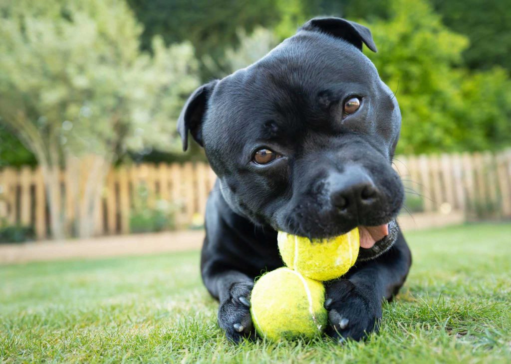 Staffordshire Bull Terrier Dog training with balls