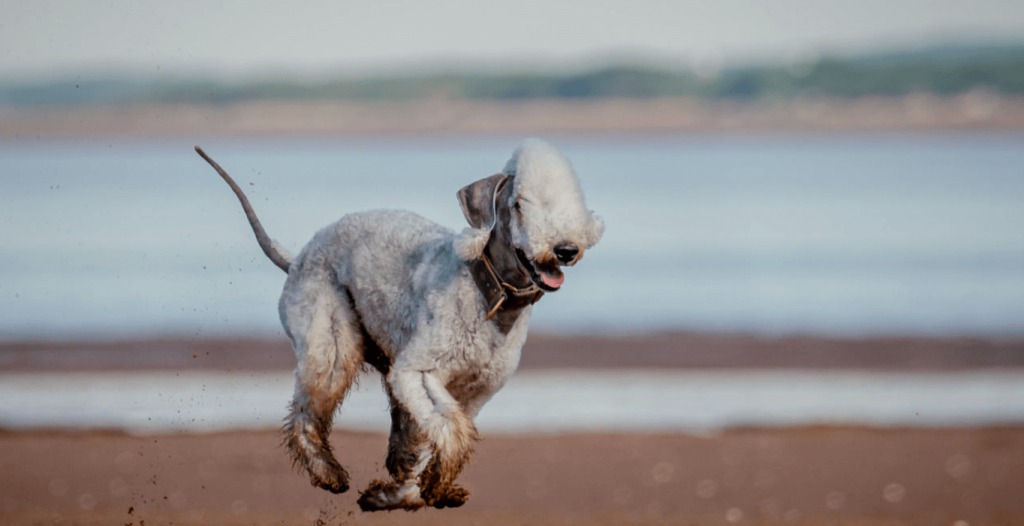 Bedlington Terrier Dog running exercise