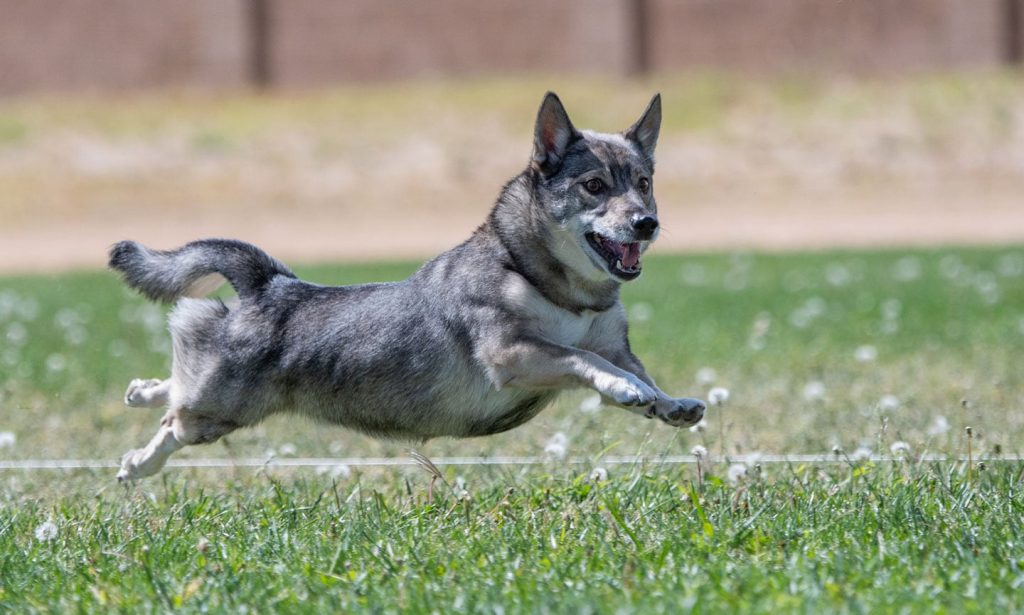 Swedish Vallhund Dog running exercise
