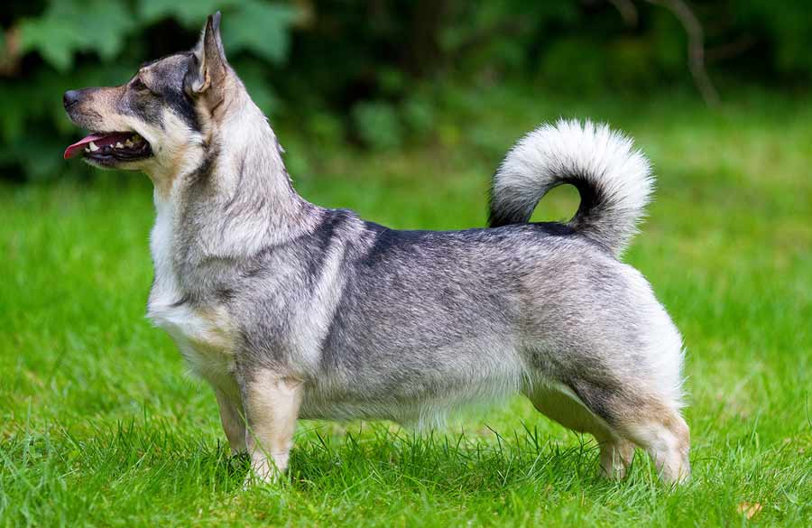 Swedish Vallhund Dog Breed Information