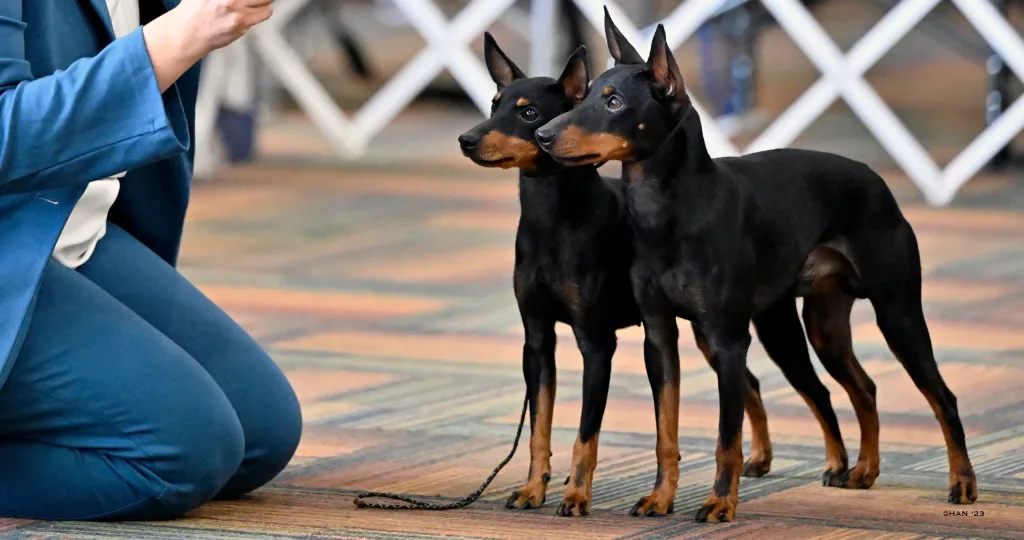 Toy Manchester Terrier Dog training with owner