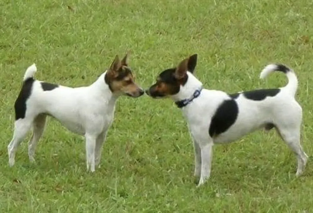 Tenterfield Terrier Dog two different category