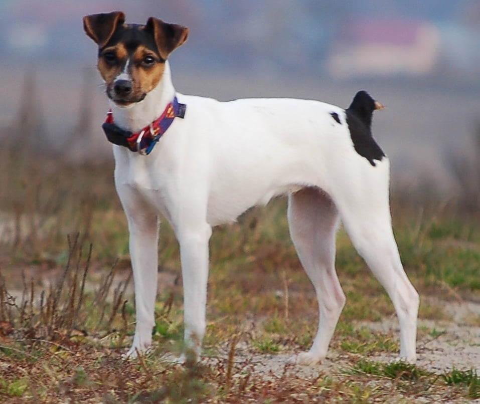 Terrier Brasileiro Dog Breed Information