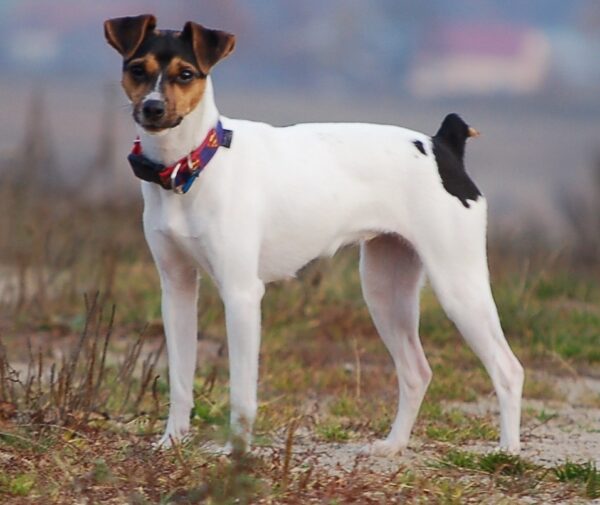 Terrier Brasileiro Dog Breed Information, Puppies & Breeders Dogs