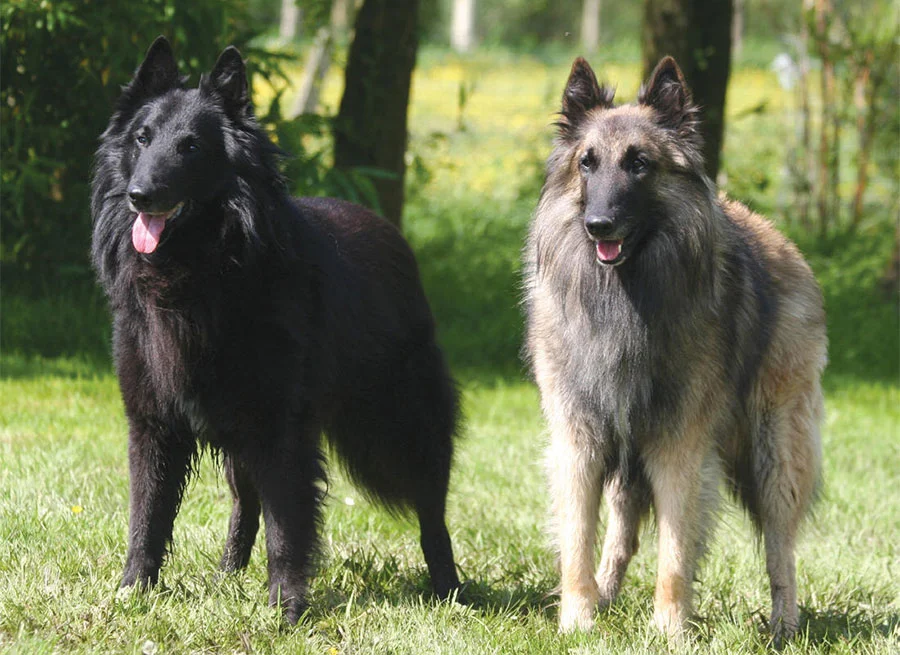 Tervueren and Groenendael Belgian Shepherds Dog Breed Information