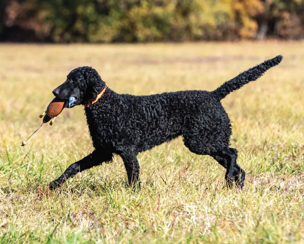 Curly Coated Retriever Dog bird hunting training