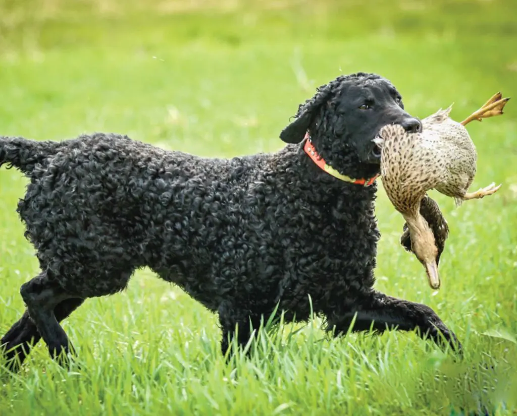Curly-Coated Retriever - Dog Breed Information, History, and More