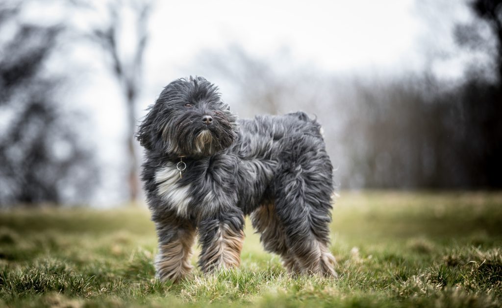 Tibetan Terrier Dog ready for training