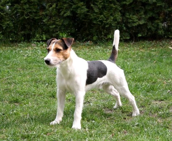 Parson Jack Russell Terrier Dog Breed Information