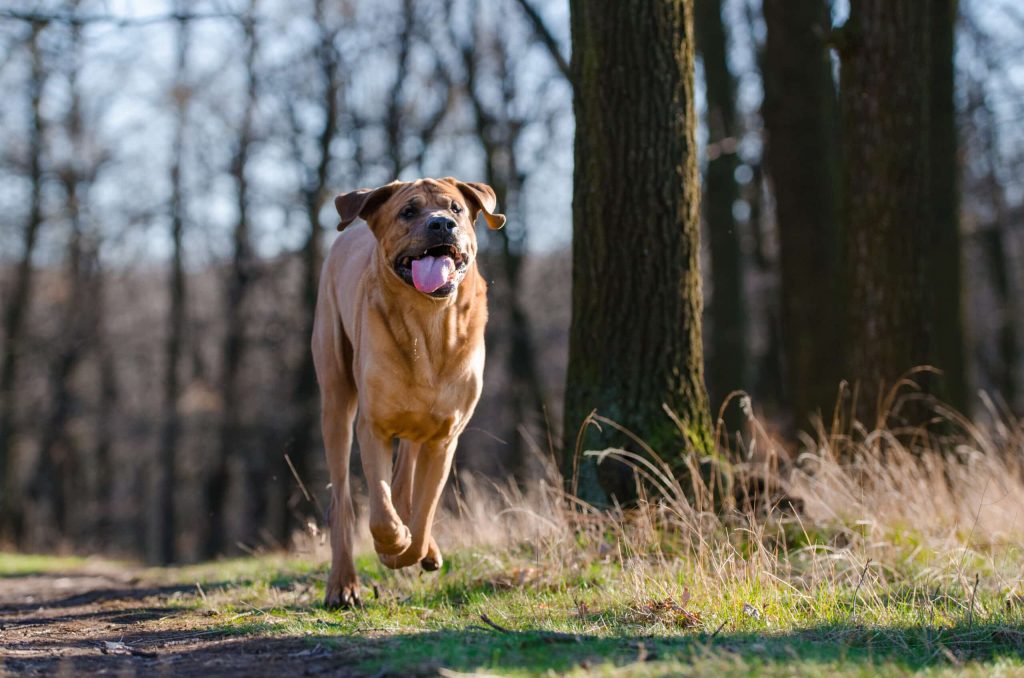 Tosa Inu Dog running exercise