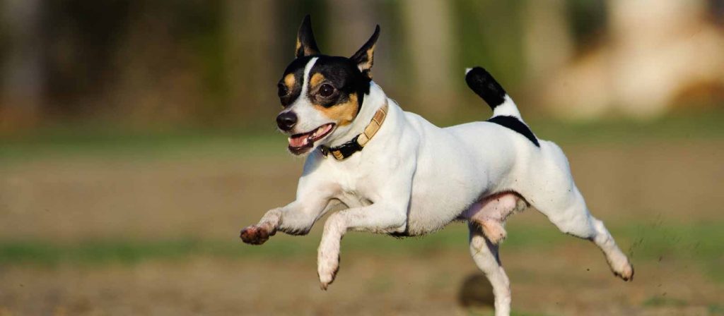 Miniature Fox Terrier Dog running exercise