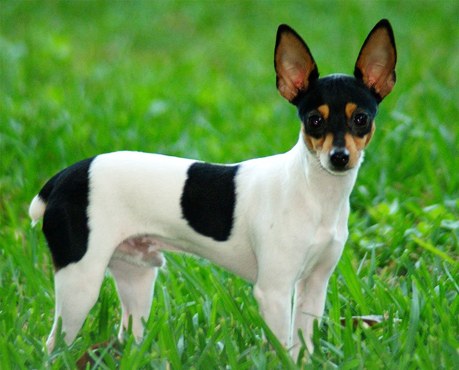 Toy Fox Terrier Dog Breed Information