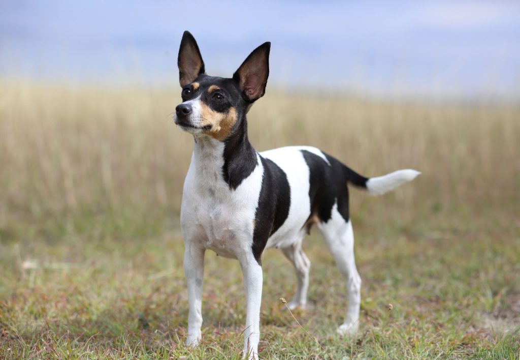 Fox Terrier or Foxy Dog good health