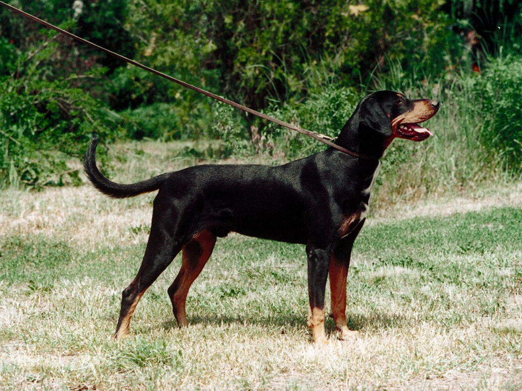 Transylvanian Hound Dog prepared for training