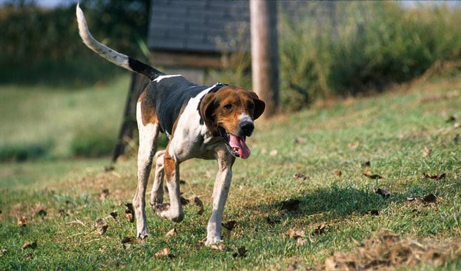 Treeing Cur Dog Breed Information