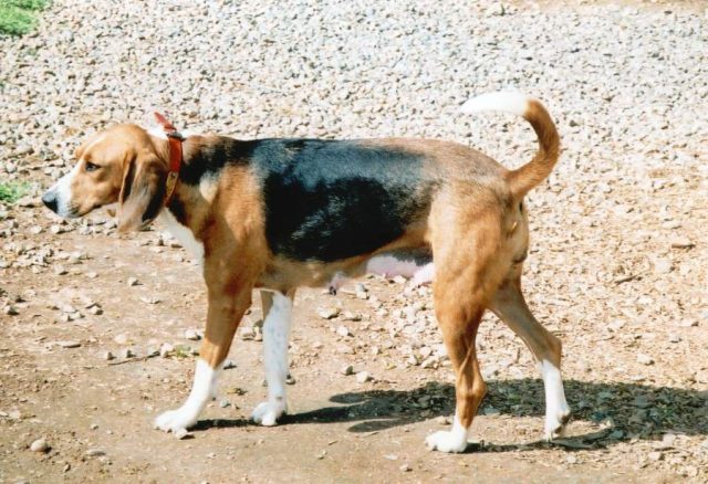 Trigg Hound Dog Breed Information