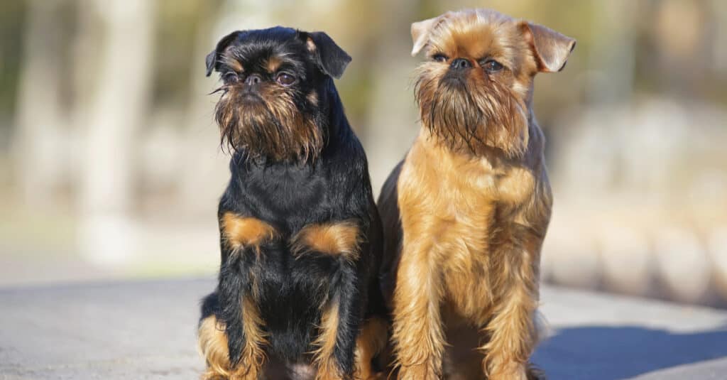 Affenpinscher Dog two different colours of dog