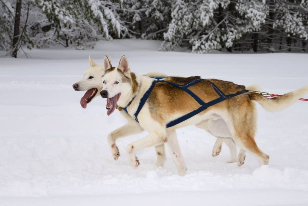 Seppala Siberian Sleddog Dog Prepared for training