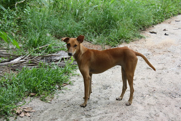 Sinhala Hound Dog Breed Information, Puppies & Breeders - Dogs Australia