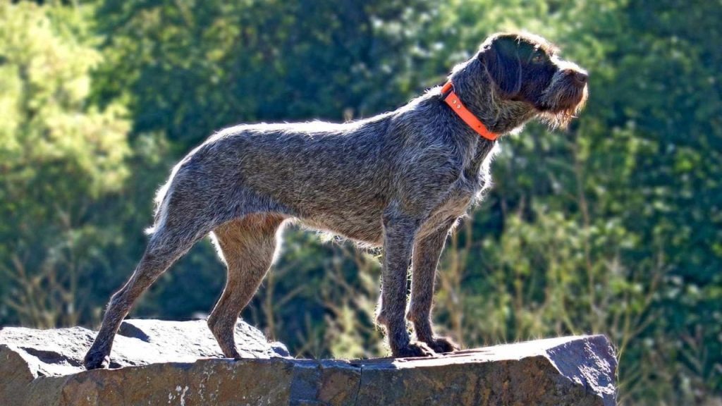 Wire-haired Pointing Griffon Dog fresh air breathing
