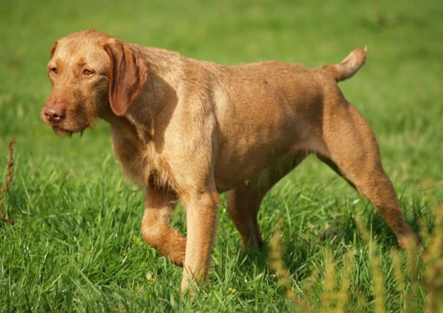 do vizslas shed alot