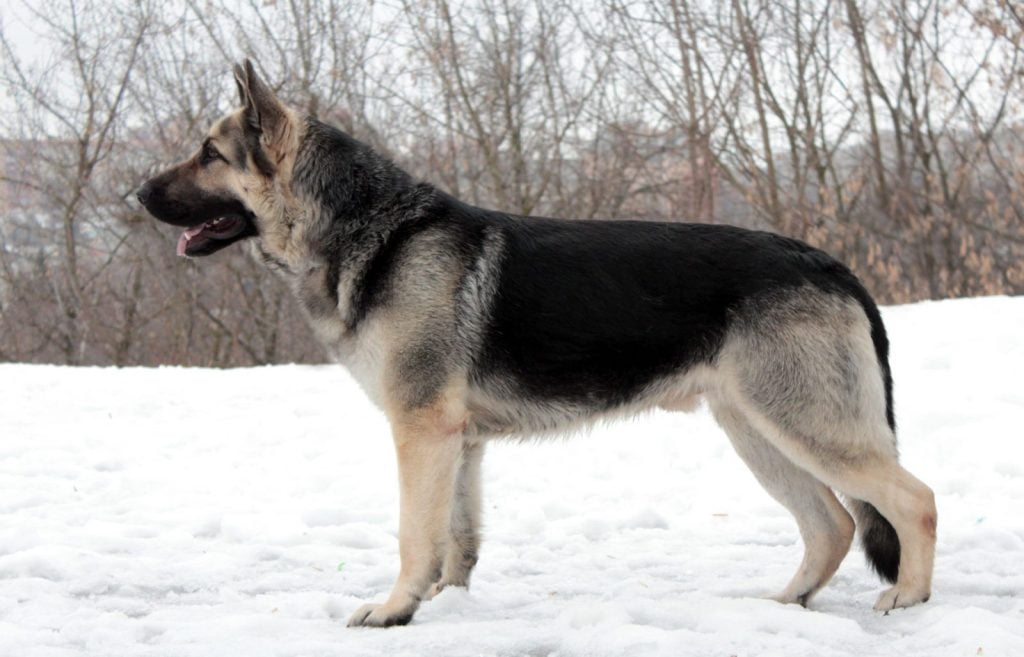 East European Shepherd Dog Breed Information