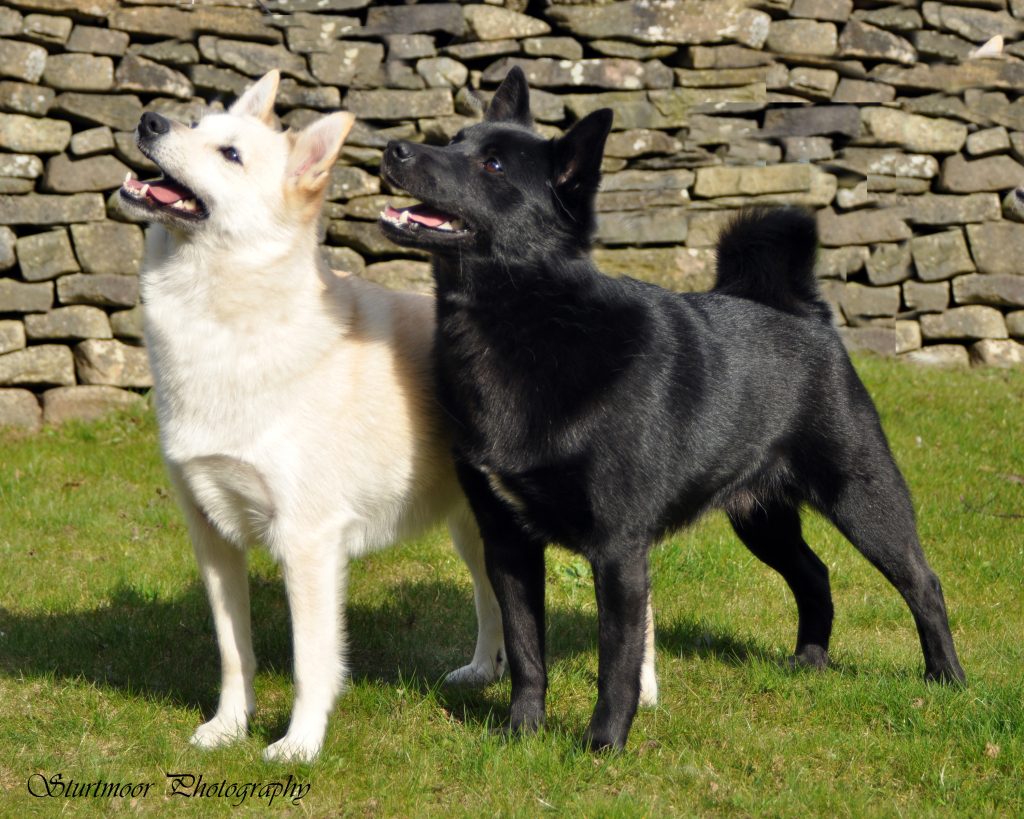 Norwegian Buhund Dog two different colours