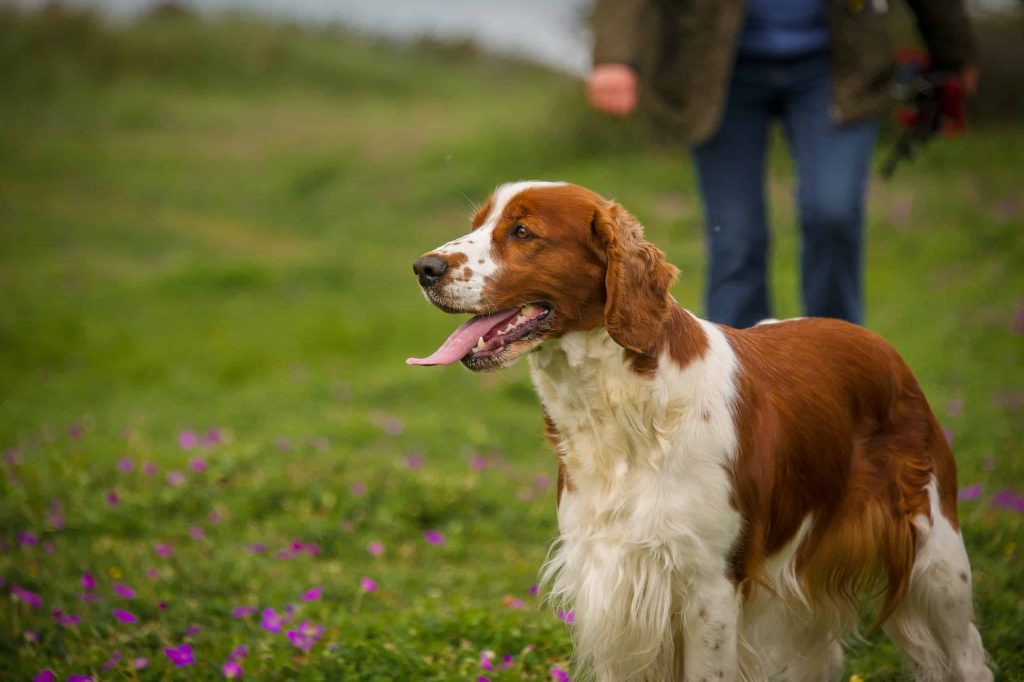 Welsh Springer Spaniel Dog training with owner