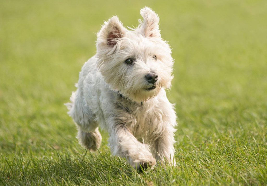 West Highland White Terrier - Westies Dog running exercise