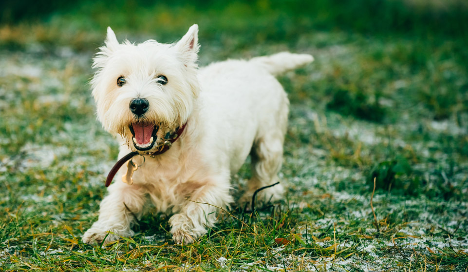 West Highland White Terrier - Westies Dog Ready for training