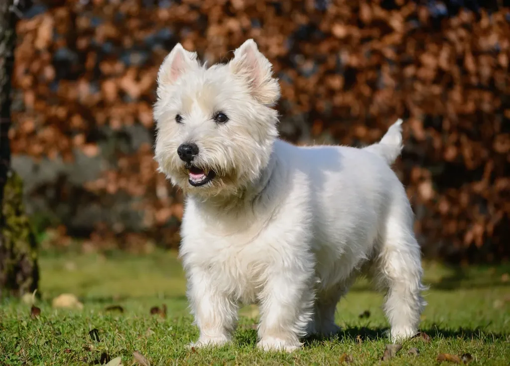 West Highland White Terrier - Westies Dog