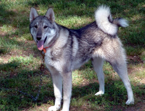 West Siberian Laika Dog Breed Information, Puppies & Breeders
