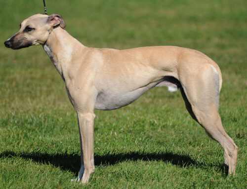Whippet Dog Breed Information, Puppies & Breeders