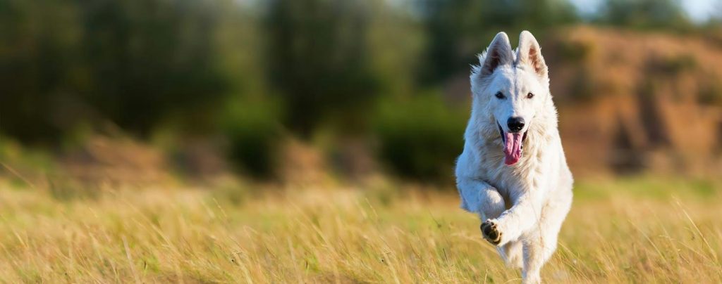 White Shepherd Dog running exercise