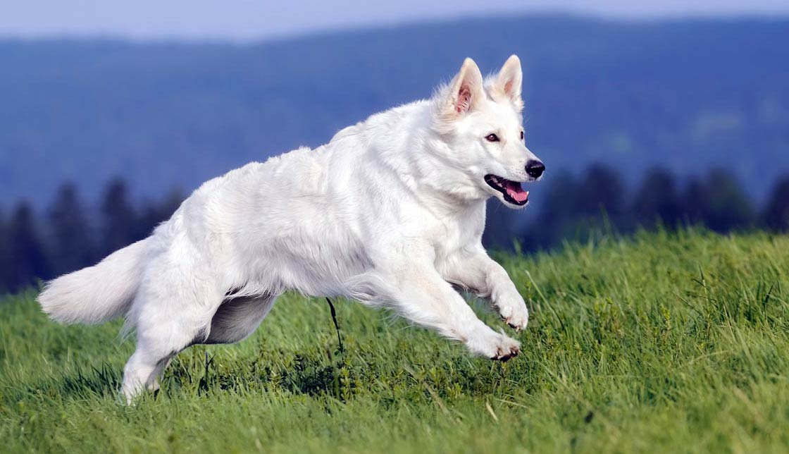White Swiss Shepherd Dog Dog Breed Information