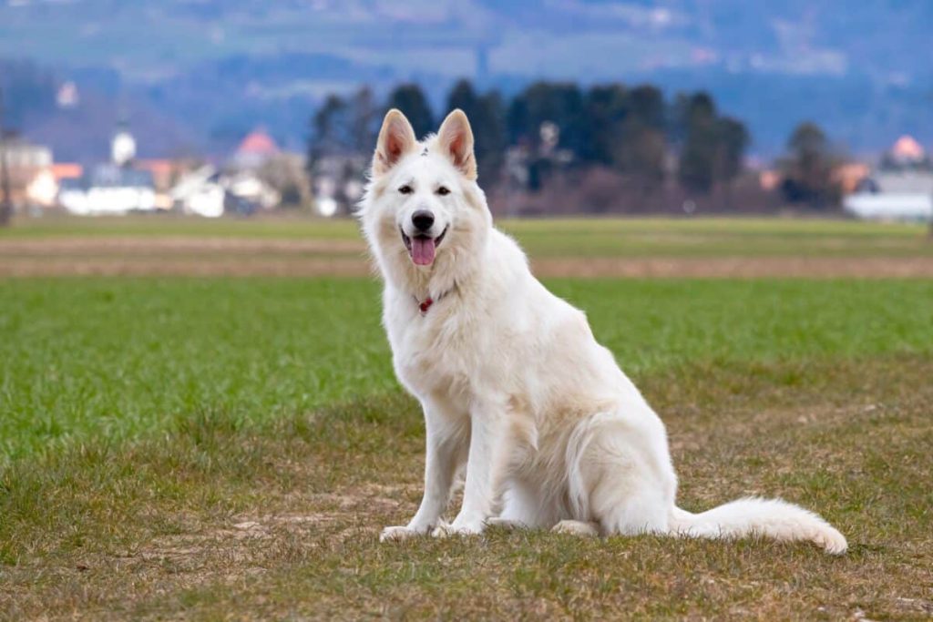 White Swiss Shepherd Dog fresh air breathing