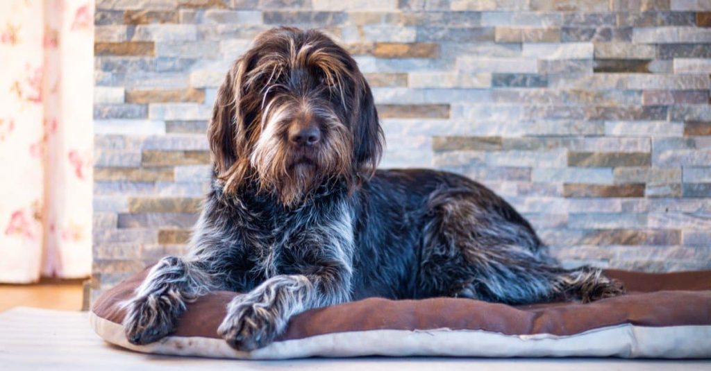 Wire-haired Pointing Griffon Dog