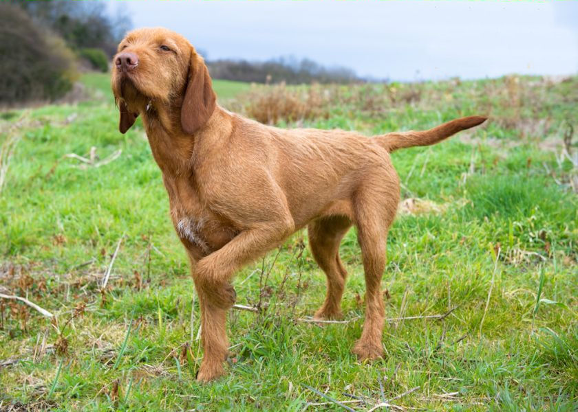 Vizsla, short-haired and wire-haired Dog walk exercise