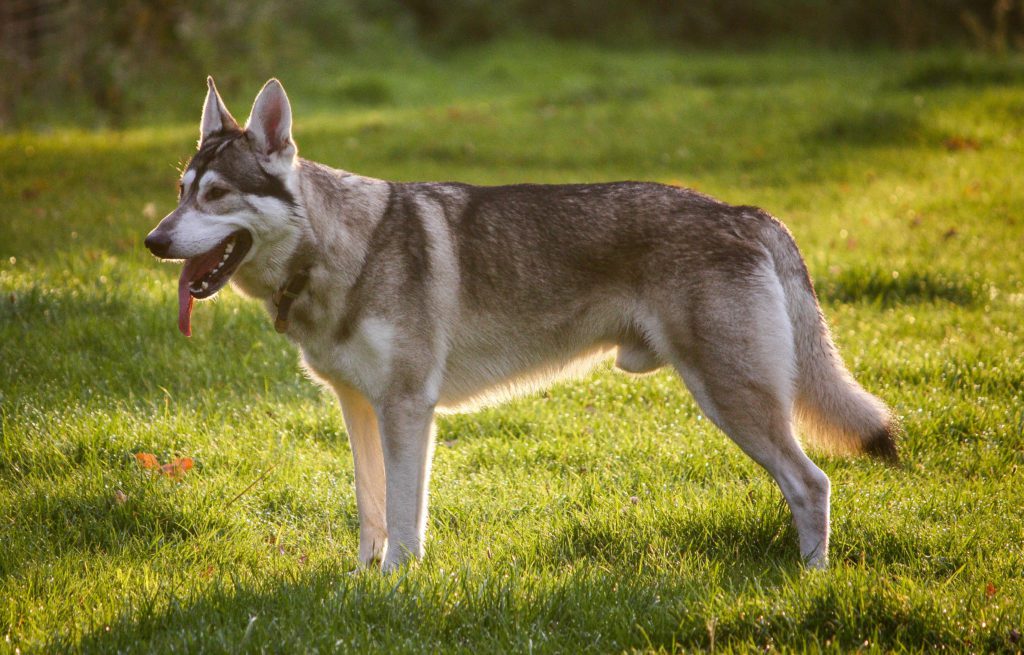 Wolf Dog Breeds - Top Guide & Facts - Animal Corner