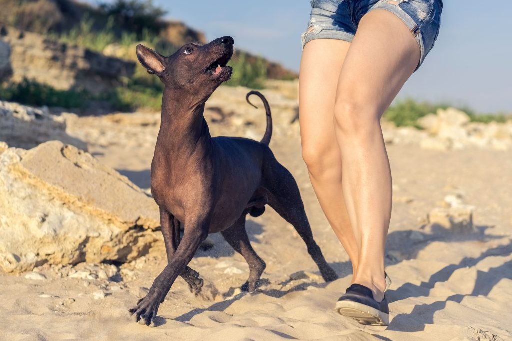 Mexican Hairless Dog exercise with owner