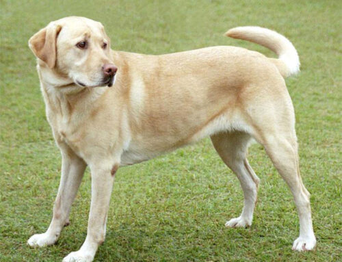 Labrador Retriever Dog Breed Information, Puppies & Breeders