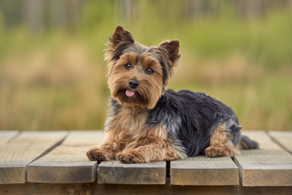 Yorkshire Terrier Dog Inhaling clean air enhances overall health
