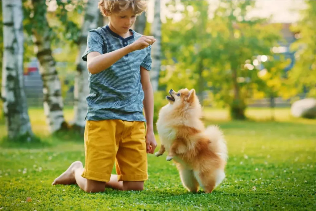 pomeranian dog play with young boy