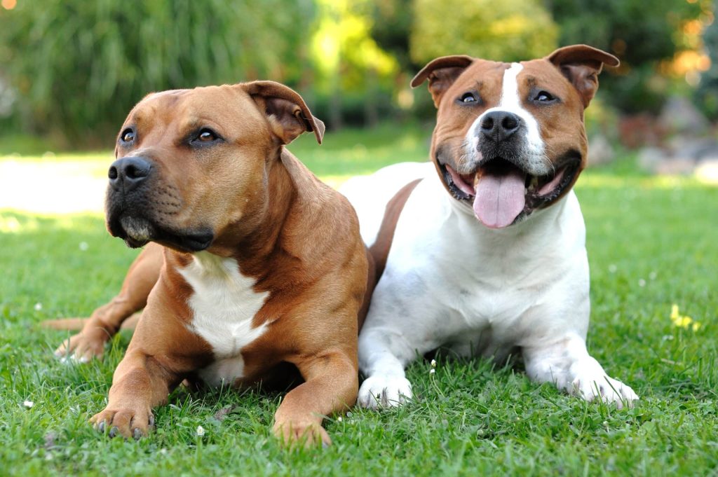American Staffordshire Terrier Dog two different colours