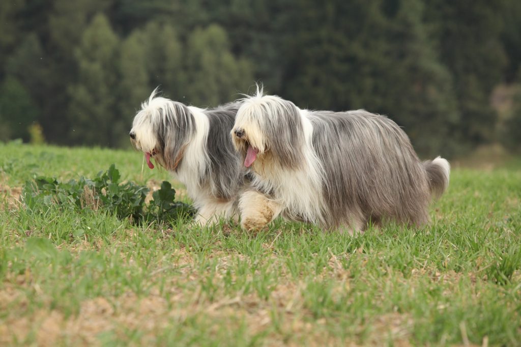 Bearded Collie character, diet, care