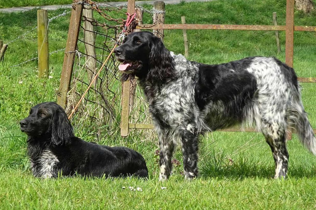 Munsterlander (large) Dog two different colours