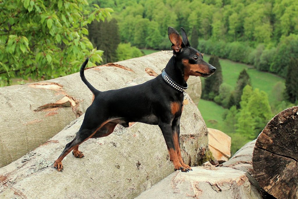 Miniature Pinscher Dog training with owner instruction 