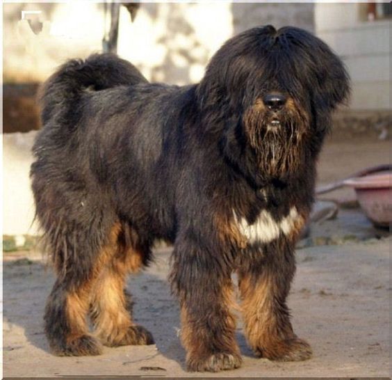 Tibetan Kyi Apso Dog Breed Information