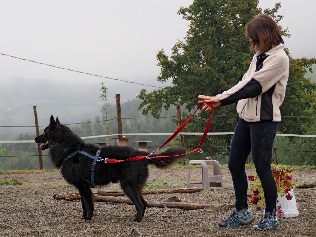Pastore della Lessinia e del Lagorai Dog training with owner