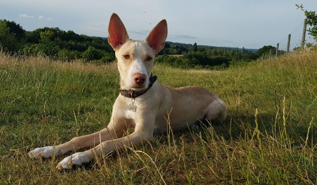 Podenco Canario Dog fresh air good for health